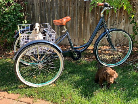 How To Ride With Your Dog in a Bike Basket | Adult Tricycles are Your Best Options