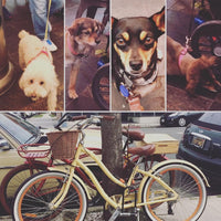 Instagram Gallery View Additional